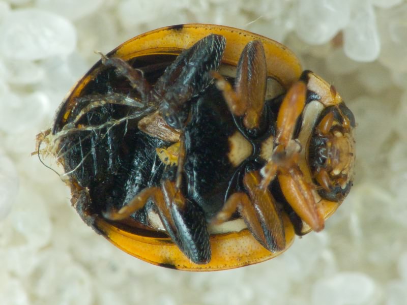 Coccinula quatuordecimpustulata (Linnaeus, 1758)